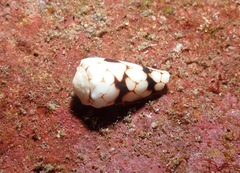 Conus bandanus