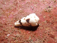 Conus bandanus