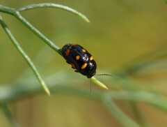 Cryptocephalus crassus