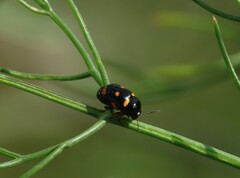 Cryptocephalus crassus