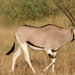 Oryx beisa - Photo (c) Frédéric LEVIEZ,  זכויות יוצרים חלקיות (CC BY-NC), הועלה על ידי Frédéric LEVIEZ