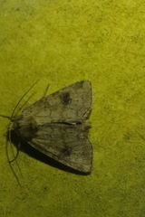 Atypha pulmonaris