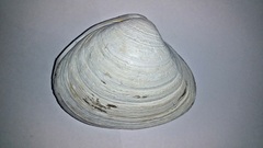 Spisula sachalinensis