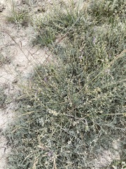 Astragalus tenuifolius