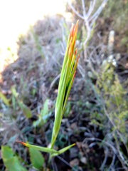 Tritoniopsis flexuosa