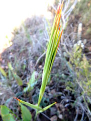 Tritoniopsis flexuosa