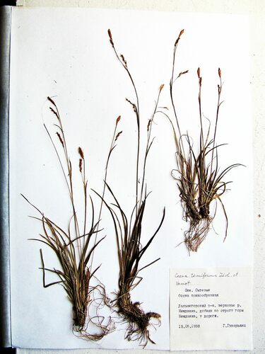 Carex tenuiformis iNat (1)