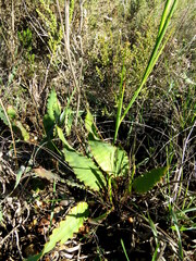 Tritoniopsis flexuosa