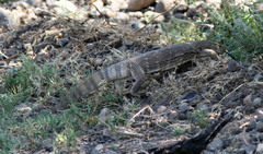Varanus albigularis microstictus
