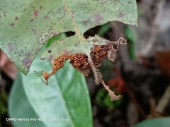 Lebadea martha parkeri