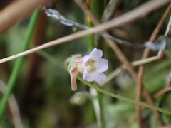 Pinguicula lusitanica