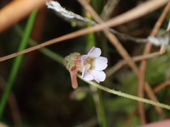 Pinguicula lusitanica