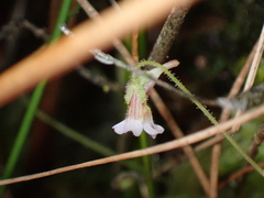Pinguicula lusitanica