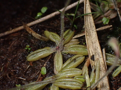 Pinguicula lusitanica