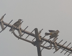 Pycnonotus aurigaster