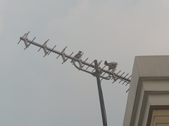 Pycnonotus aurigaster