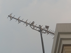 Pycnonotus aurigaster