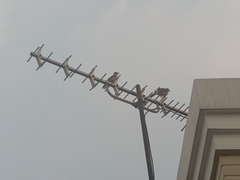 Pycnonotus aurigaster