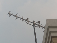 Pycnonotus aurigaster