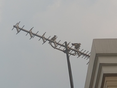 Pycnonotus aurigaster