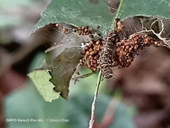 Lebadea martha parkeri