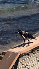 Corvus cornix
