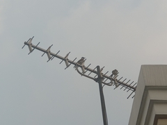 Pycnonotus aurigaster