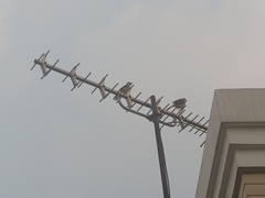 Pycnonotus aurigaster