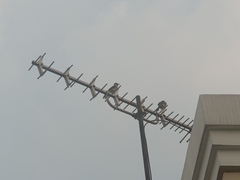 Pycnonotus aurigaster