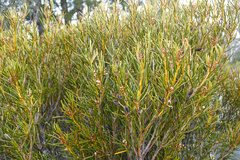 Orites acicularis