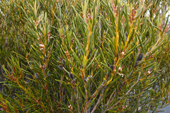 Orites acicularis