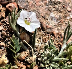 Convolvulus ammannii