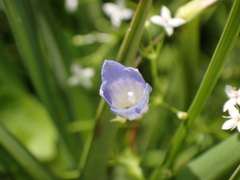 Hesperocodon hederaceus