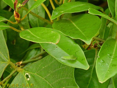 Graphium doson postianus