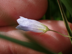 Hesperocodon hederaceus