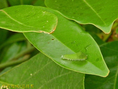 Graphium doson postianus