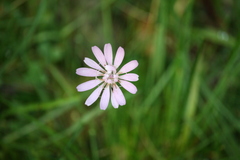 Scorzonera rosea