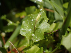 Hesperocodon hederaceus