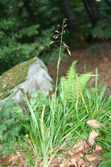 Poa remota