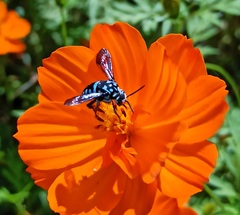 Thyreus himalayensis