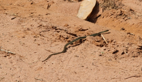Lined Olympic Snake
