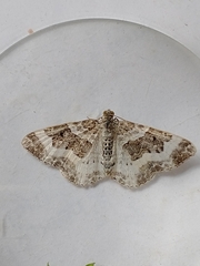 Epirrhoe rivata