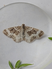 Epirrhoe rivata