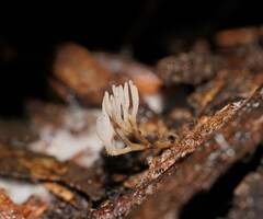 Ramariopsis pulchella