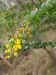 Acacia sertiformis