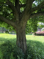 Pterocarya fraxinifolia