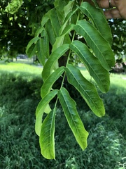Pterocarya fraxinifolia