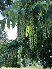 Pterocarya fraxinifolia