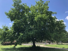 Pterocarya fraxinifolia