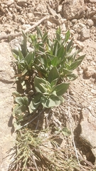 Senecio pyrenaicus